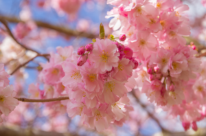 springtime cherry blossoms and a time for allergies, hayfever which acupuncture can alleviate